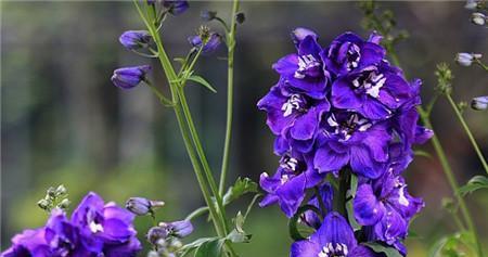 马甲草的花语有何特别之处？了解马甲草花语的含义是什么？