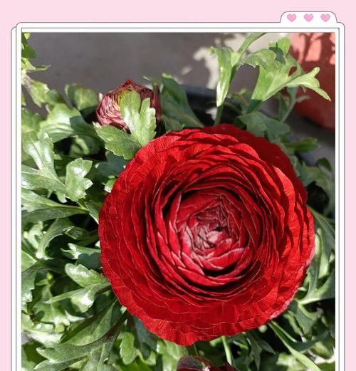 淡褐色玫瑰花的花语是什么？它象征着什么情感？