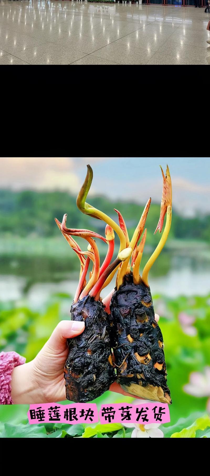 睡莲的寓意和花语是什么？