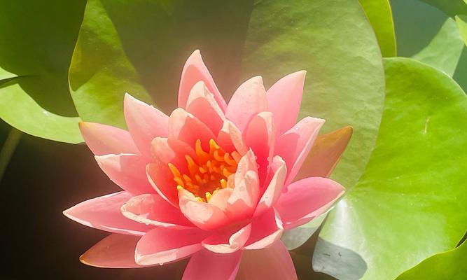 睡莲的寓意和花语是什么？
