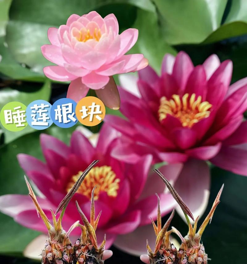 睡莲的寓意和花语是什么？