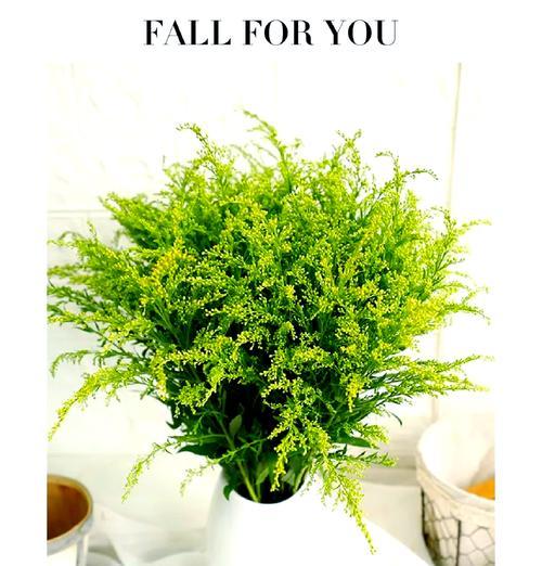 白花风铃木的花语与寓意是什么？