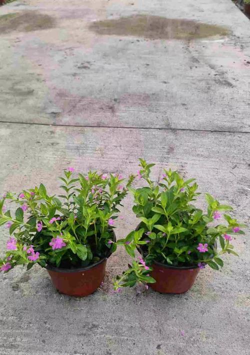 白花风铃木的花语与寓意是什么？