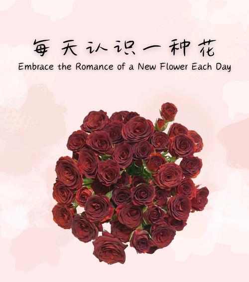 巧克力花语代表了什么？如何用巧克力花语表达爱？