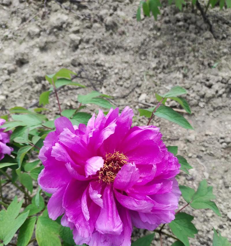 许一场流年花语是什么？流年花语有何寓意？