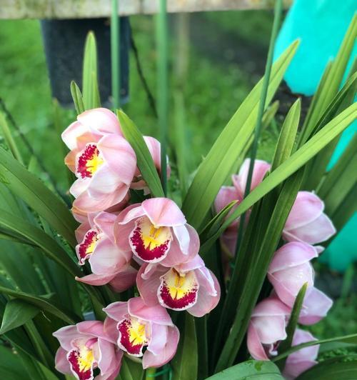 大蕙兰花的花语是什么？它象征着什么？