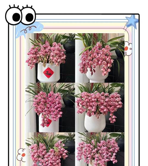 大蕙兰花的花语是什么？它象征着什么？