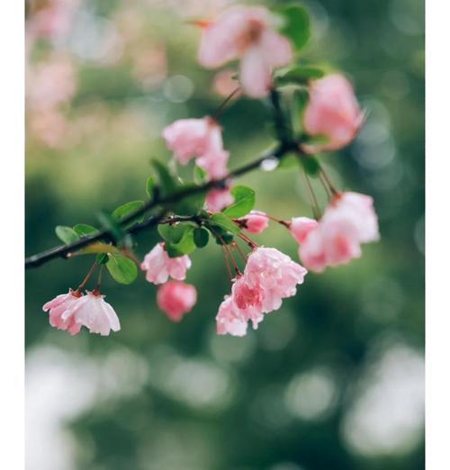 表达思恋想念的花语是什么？
