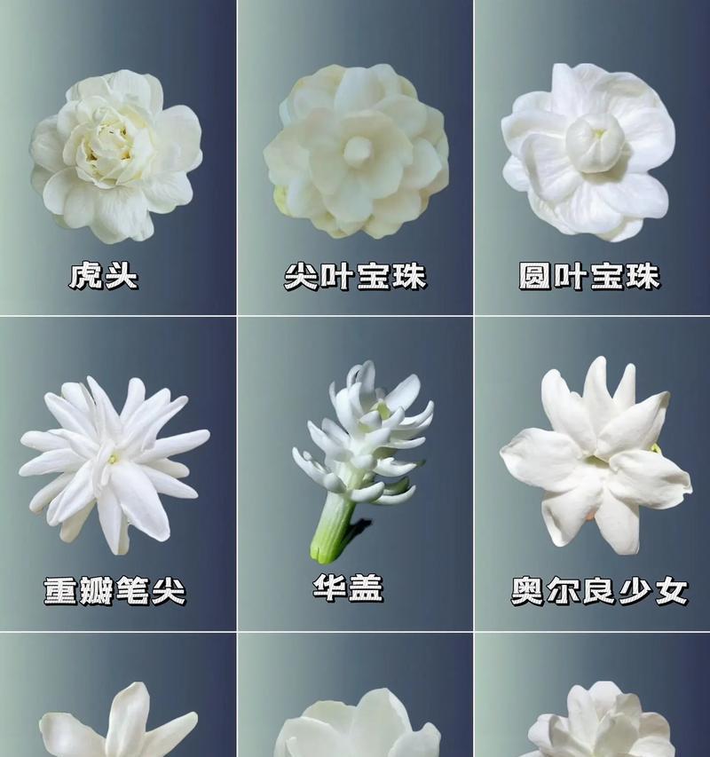 九支茉莉花语有何深意？