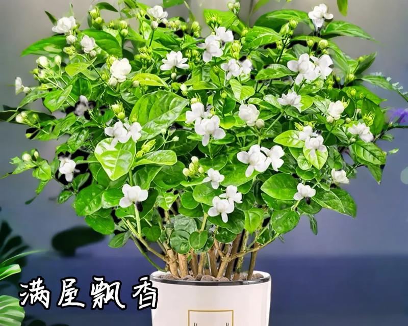 九支茉莉花语有何深意？