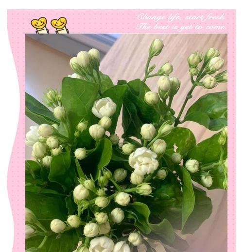 九支茉莉花语有何深意？