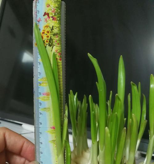 小蒜苗的花语诗句有哪些？
