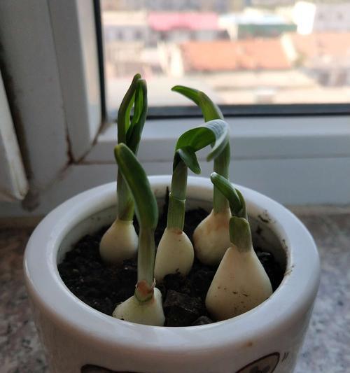 小蒜苗的花语诗句有哪些？