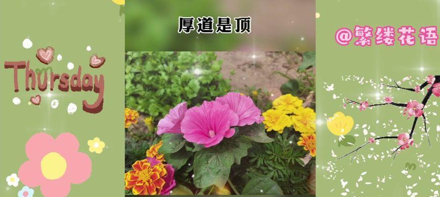 西瓜作为礼物的花语是什么？它传递了什么信息？