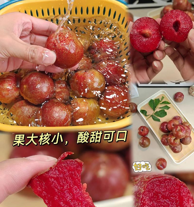 空心李子的花语和寓意有何特别之处？