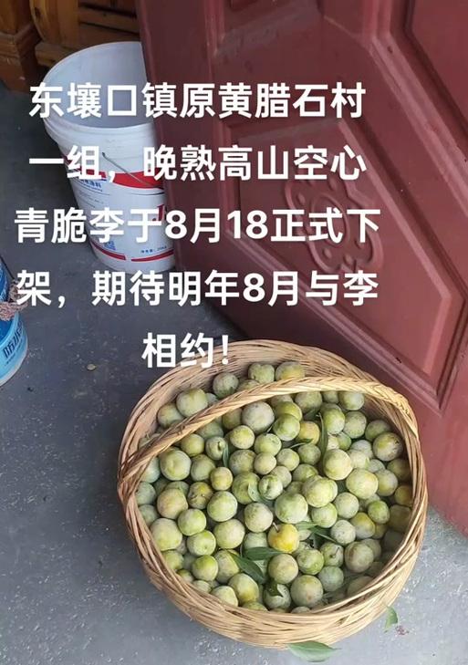 空心李子的花语和寓意有何特别之处？