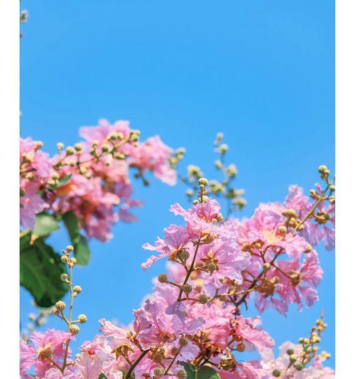 野蛮恣意的花语有何寓意？