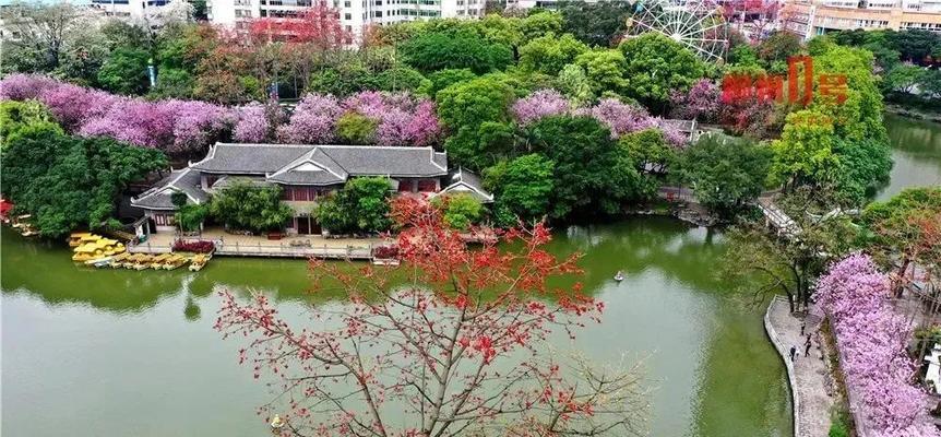 柳州紫荆花代表了什么？