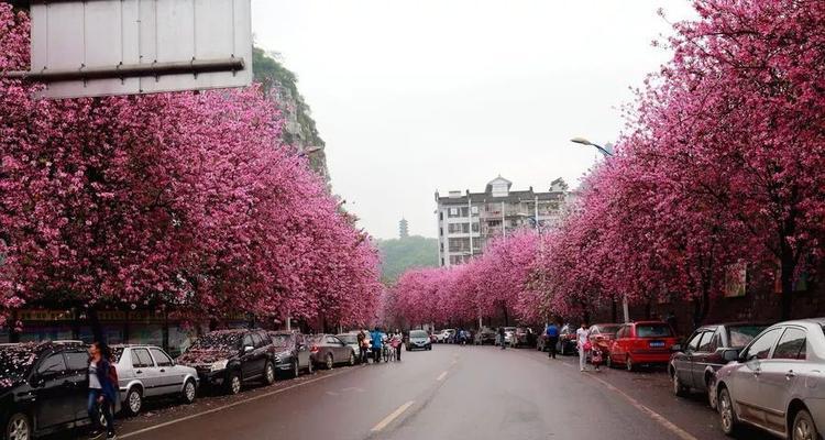 柳州紫荆花代表了什么？
