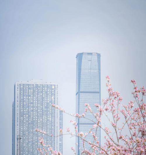 柳州紫荆花代表了什么？