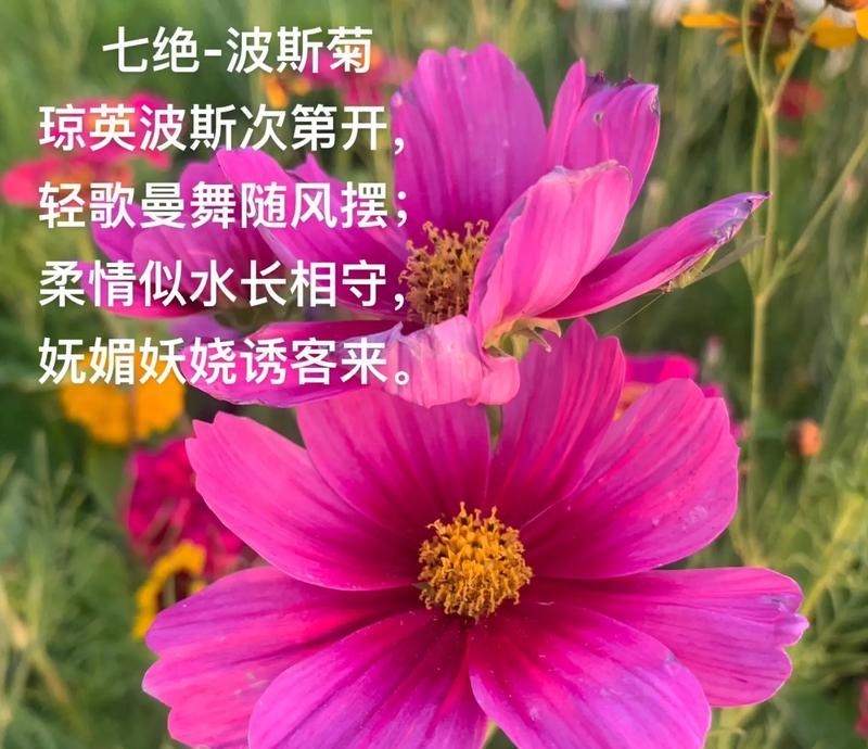 温柔与冷漠在花语中如何体现？