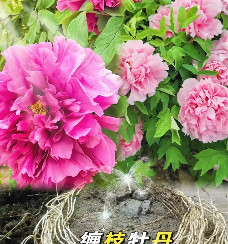 哪种花的花语代表留恋和遗憾？