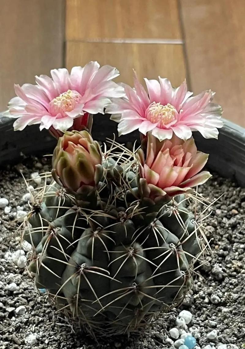 前锋这一花语通常象征着什么？