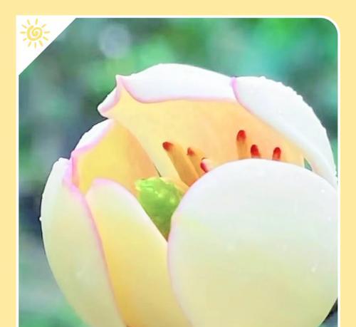 前锋这一花语通常象征着什么？