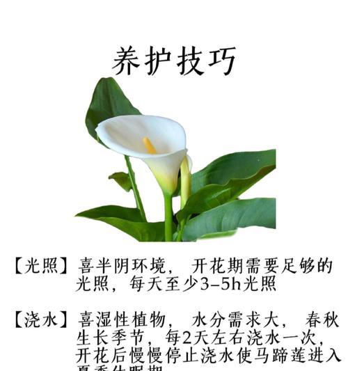 鲁莽的花的花语是什么意思？地莲的花语又是什么？