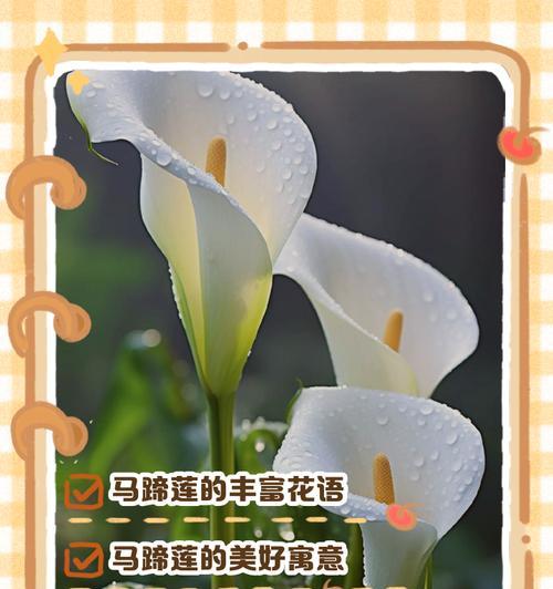 鲁莽的花的花语是什么意思？地莲的花语又是什么？
