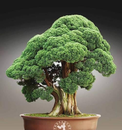 橙色蕙兰花语和寓意是什么？橙色蕙兰的象征意义是什么？
