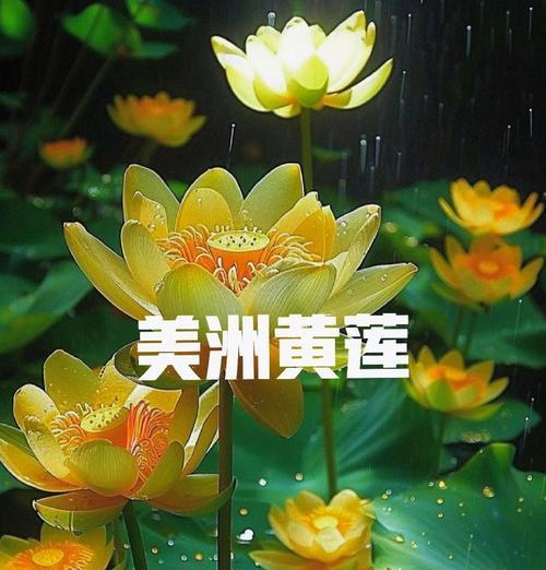 表示诚恳的花语有哪些？它们通常是什么？