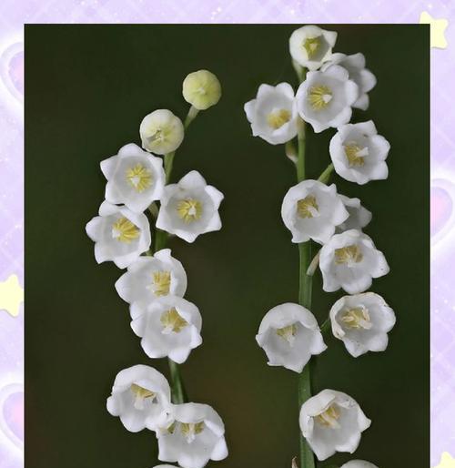 铃兰好的花语是什么？铃兰在花语中象征着什么？