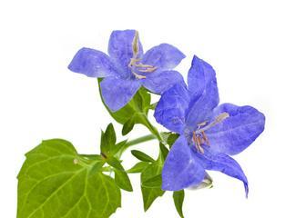 蓝色风铃花象征着什么？