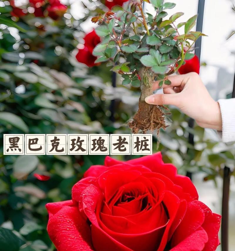 哪种花象征暗夜？花语和寓意是什么？