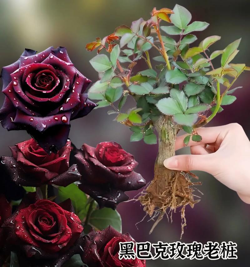 哪种花象征暗夜？花语和寓意是什么？