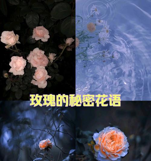 哪种花象征暗夜？花语和寓意是什么？
