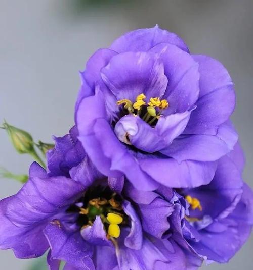 橘子幼苗的花语有何含义？代表了什么？