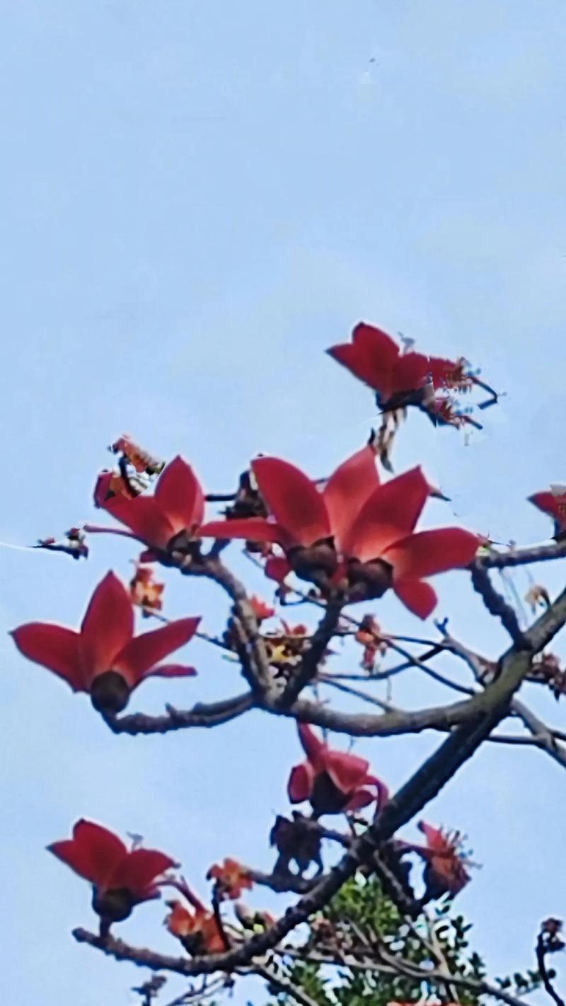 手写木棉花的花语是什么？这种花语有何特殊意义？