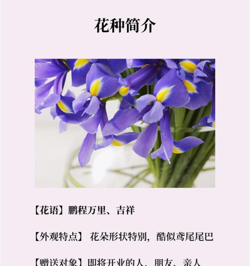 韩国鲜花花语是什么？韩国文化中花的含义是什么？