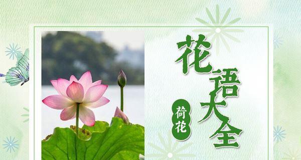 夏日荷花的花语是什么？它与什么相媲美？