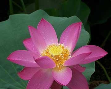 夏日荷花的花语是什么？它与什么相媲美？
