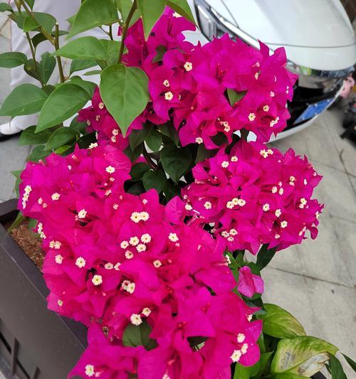 兰花的别名及其花语分别是什么？