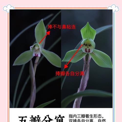 兰花的别名及其花语分别是什么？