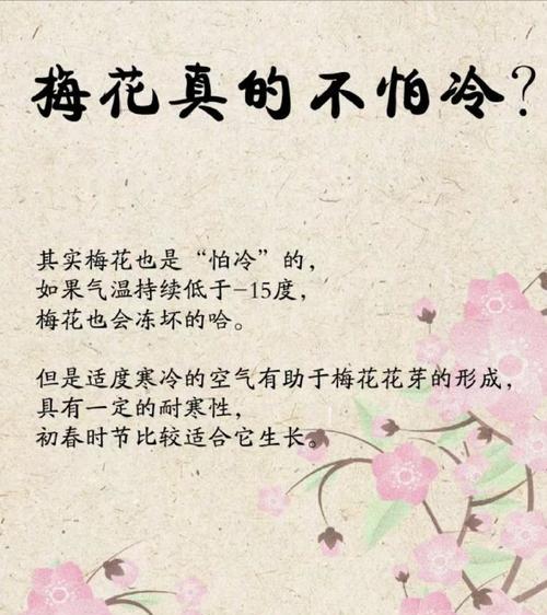 梅花花语是什么？梅花代表什么？