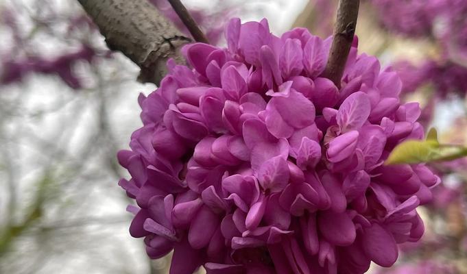 哪种花的花语代表母亲？它的象征意义是什么？