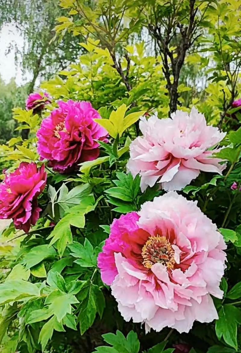 牡丹花的幸运花语是什么？它还有哪些象征意义？