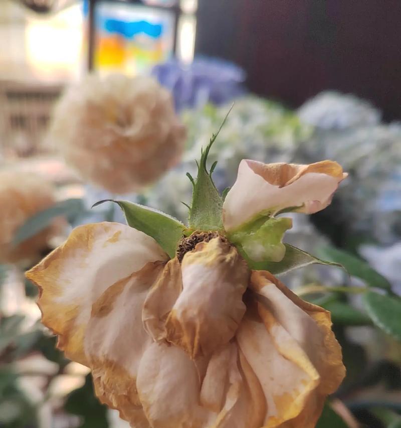 哪种花的花语象征破碎？它有何寓意？
