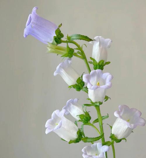 幸运风铃花的花语代表什么？