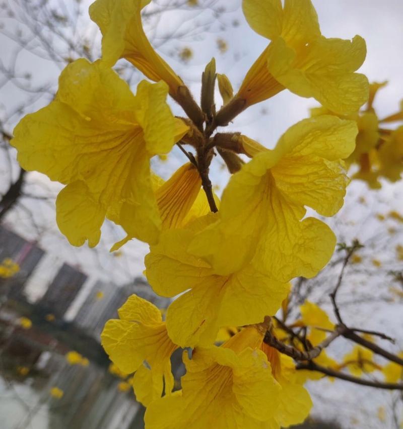 幸运风铃花的花语代表什么？